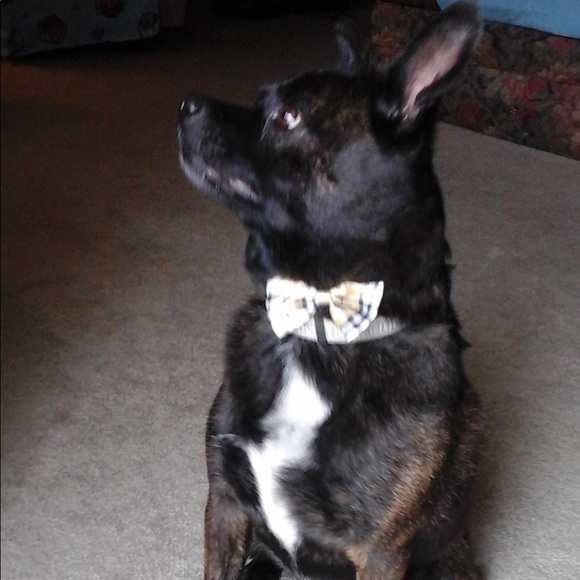 I lint roll everything before shipping. - Picture 3 of 4